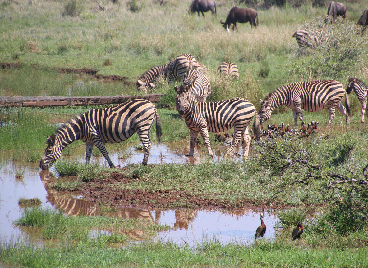 Kenya Safari Fuel Surcharge Guide