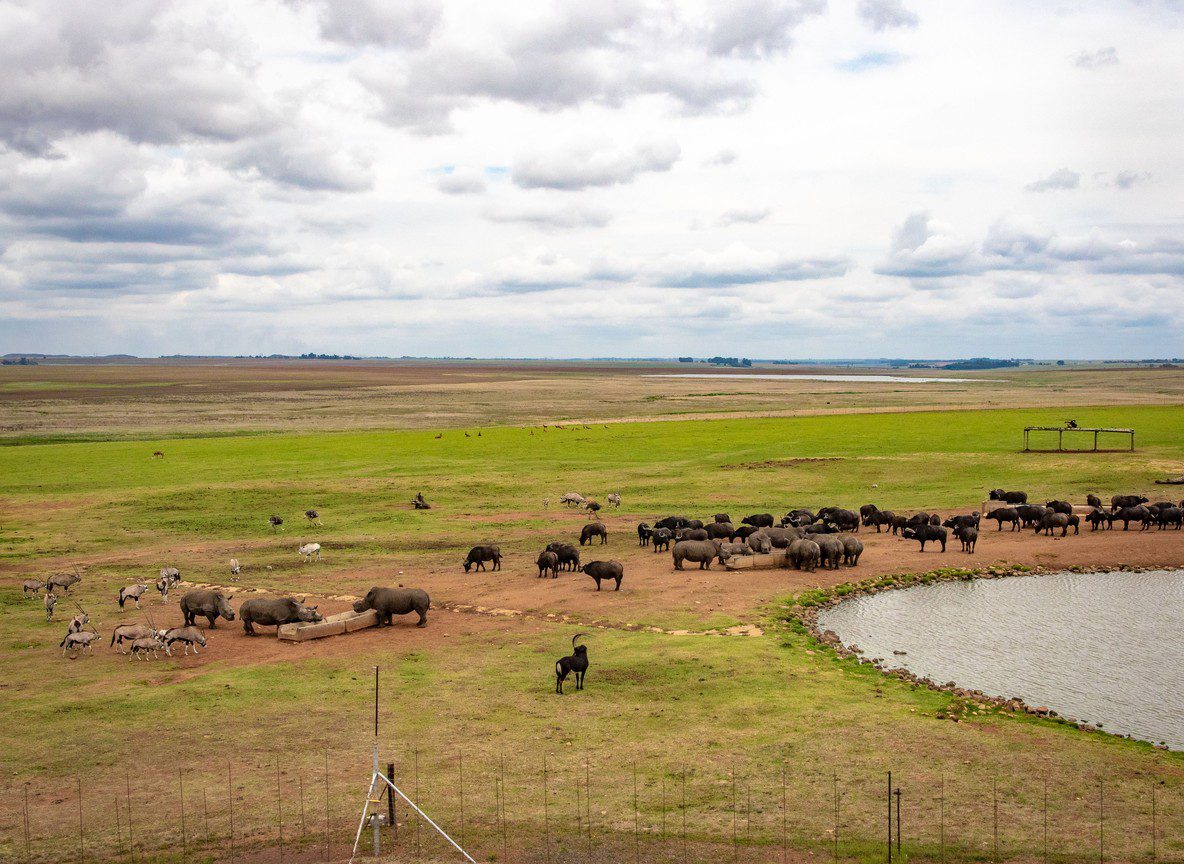 Kenya Safari Industry Fuel Price Response