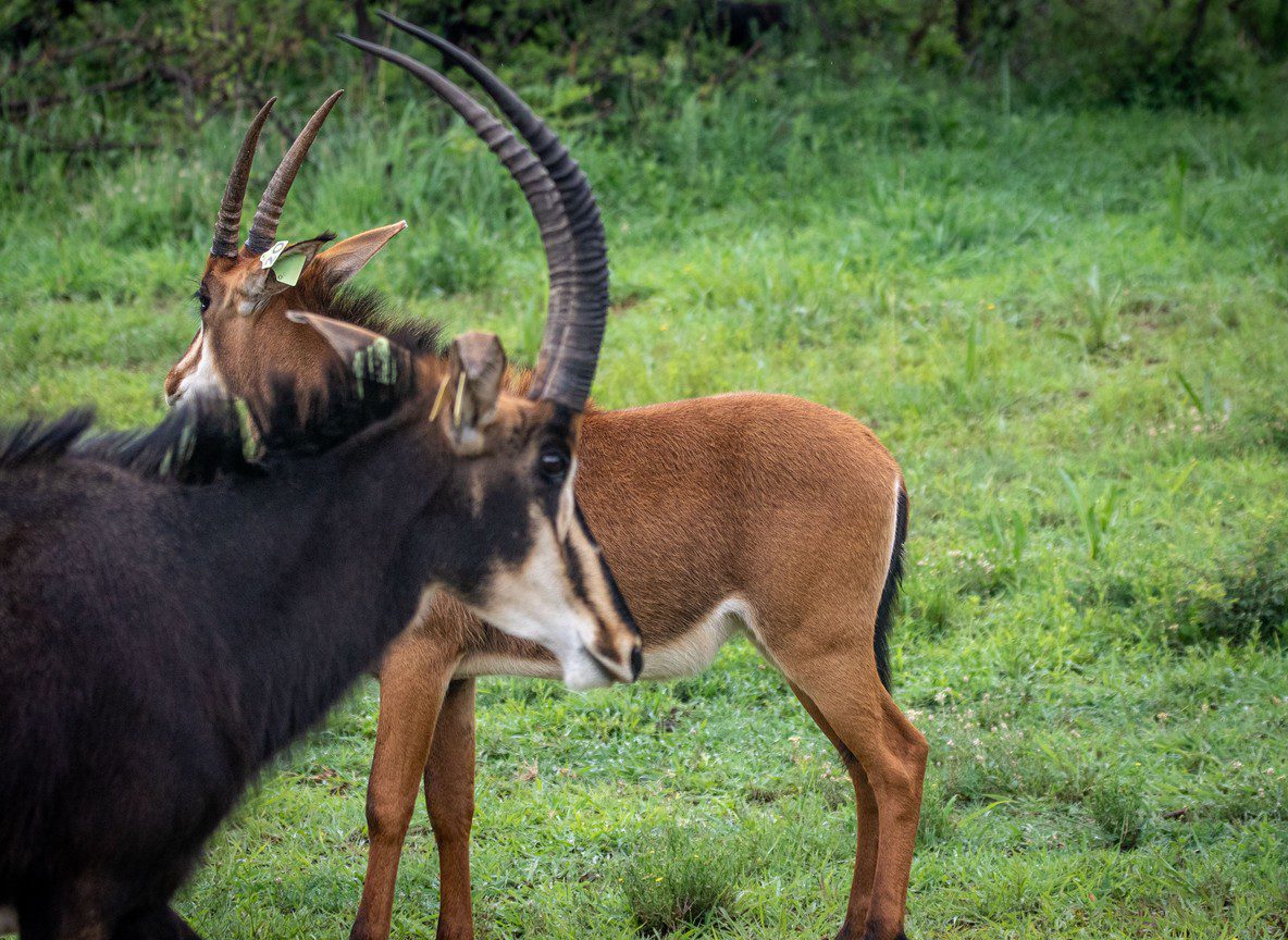 Kenya Safari Playlist
