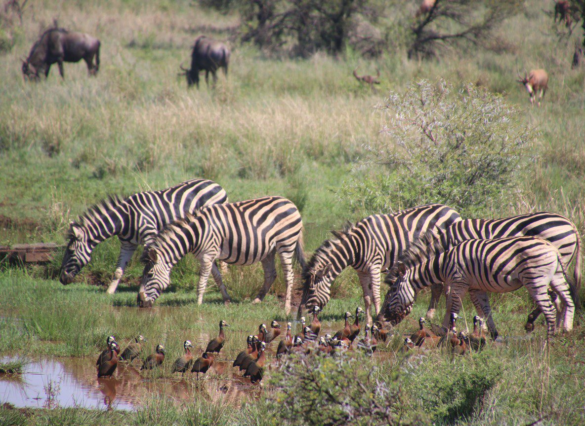 Kenya Safari Tipping Guide