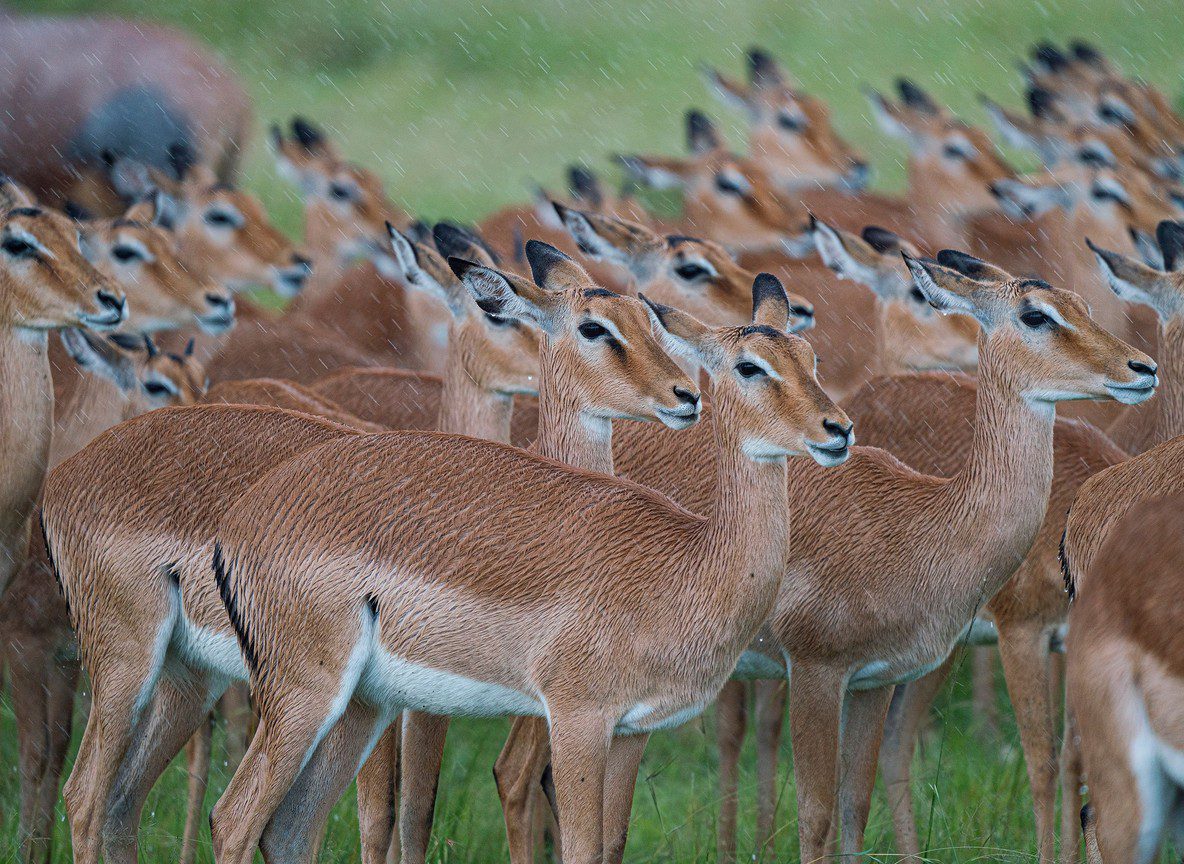 Kenya Tour Budget Safari