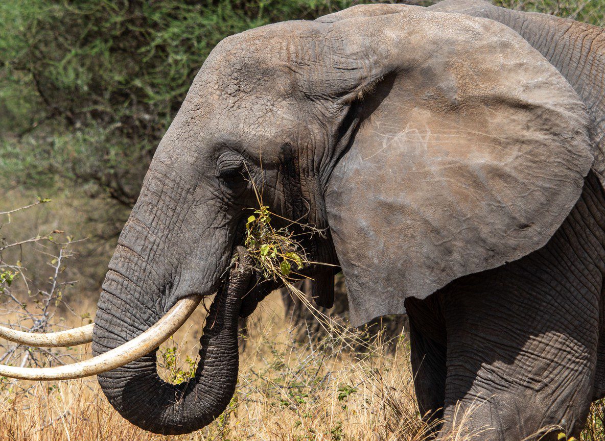 Kenya Tourism Industry Fuel Price Response