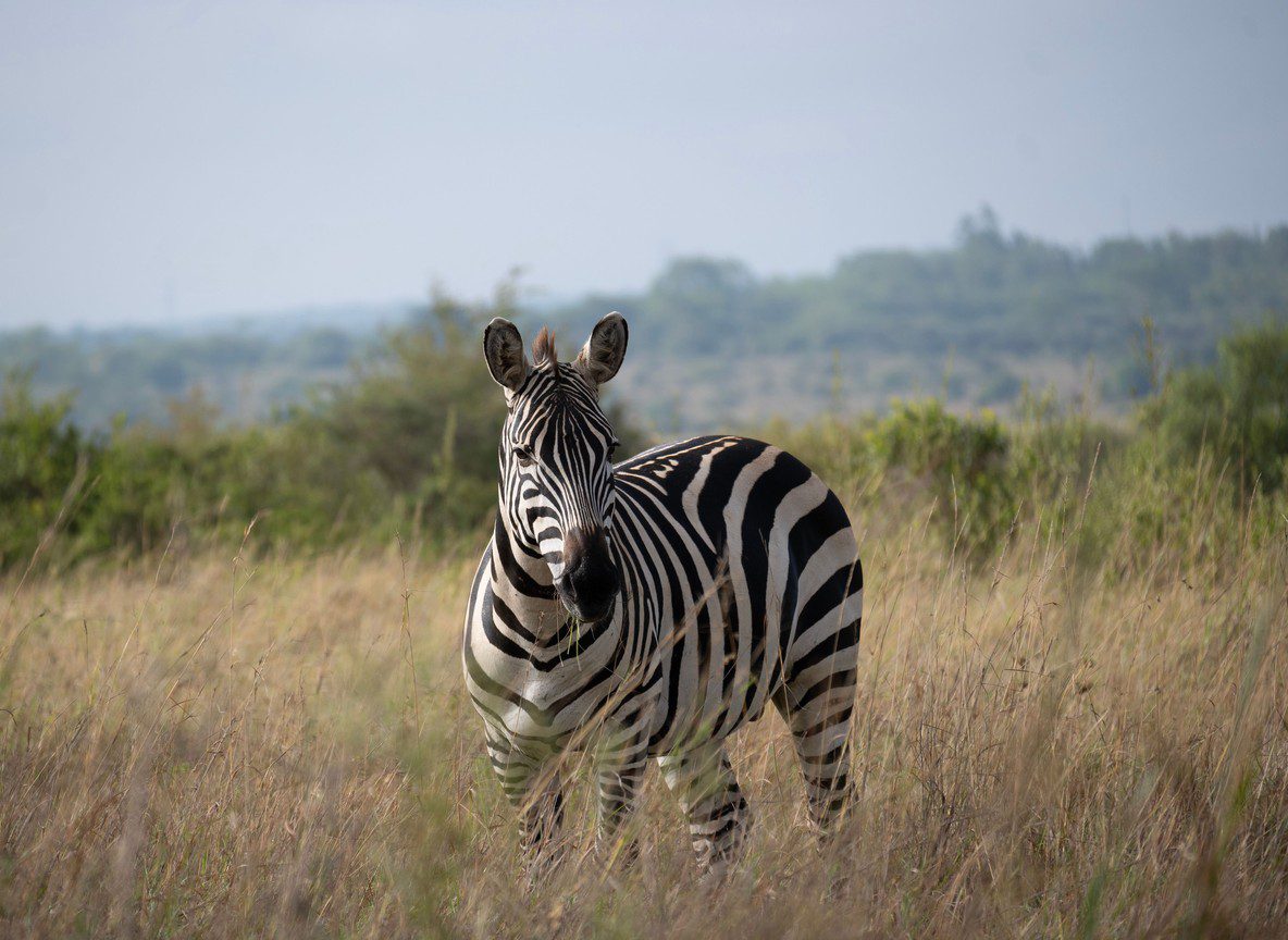 Kenya Weather Climate Guide Best Time To Visit