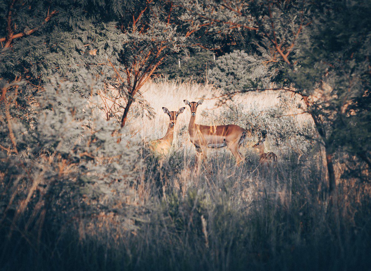 Kenya Wildlife Census 2026
