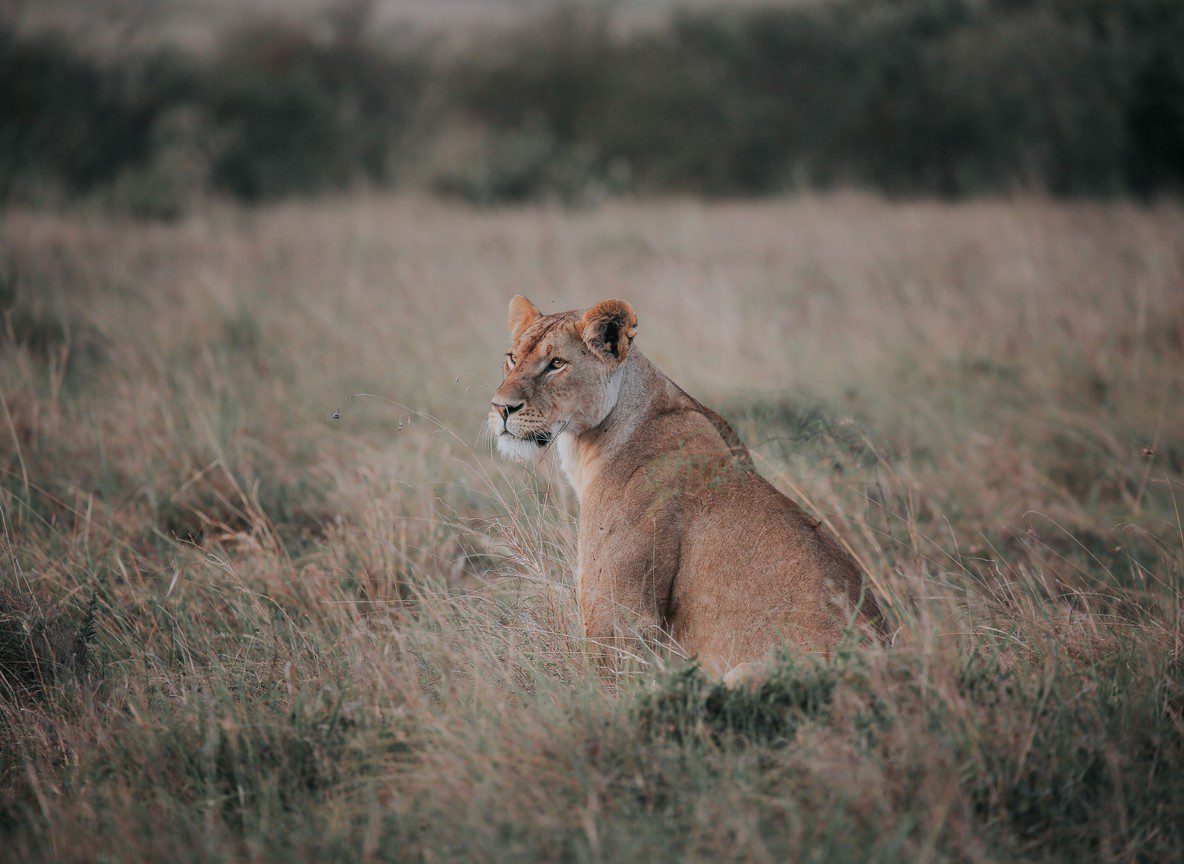 Kicheche Valley Camp Naboisho Conservancy Maasai Mara
