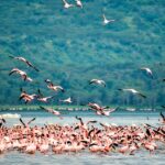Kisumu Lake Victoria Kenya Travel Guide