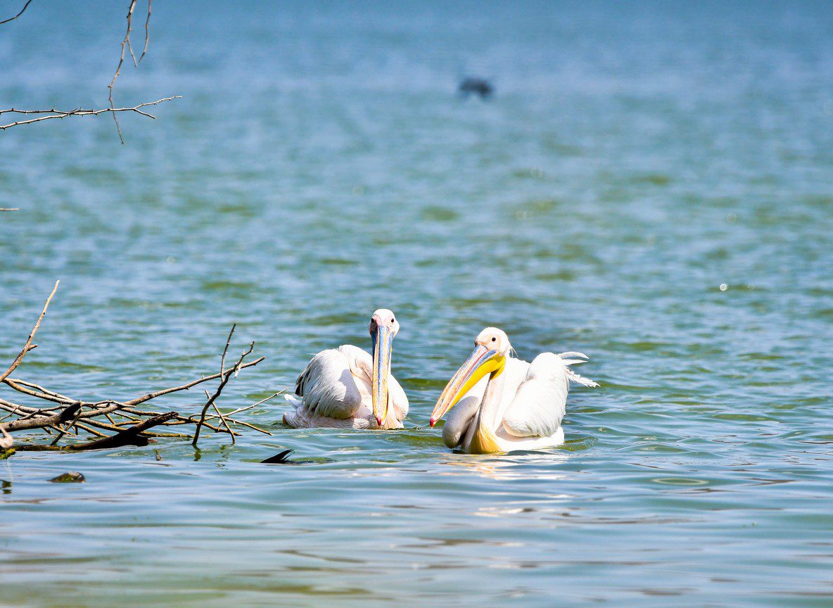 Lake Naivasha Boat Safari Hippos Flamingos Guide