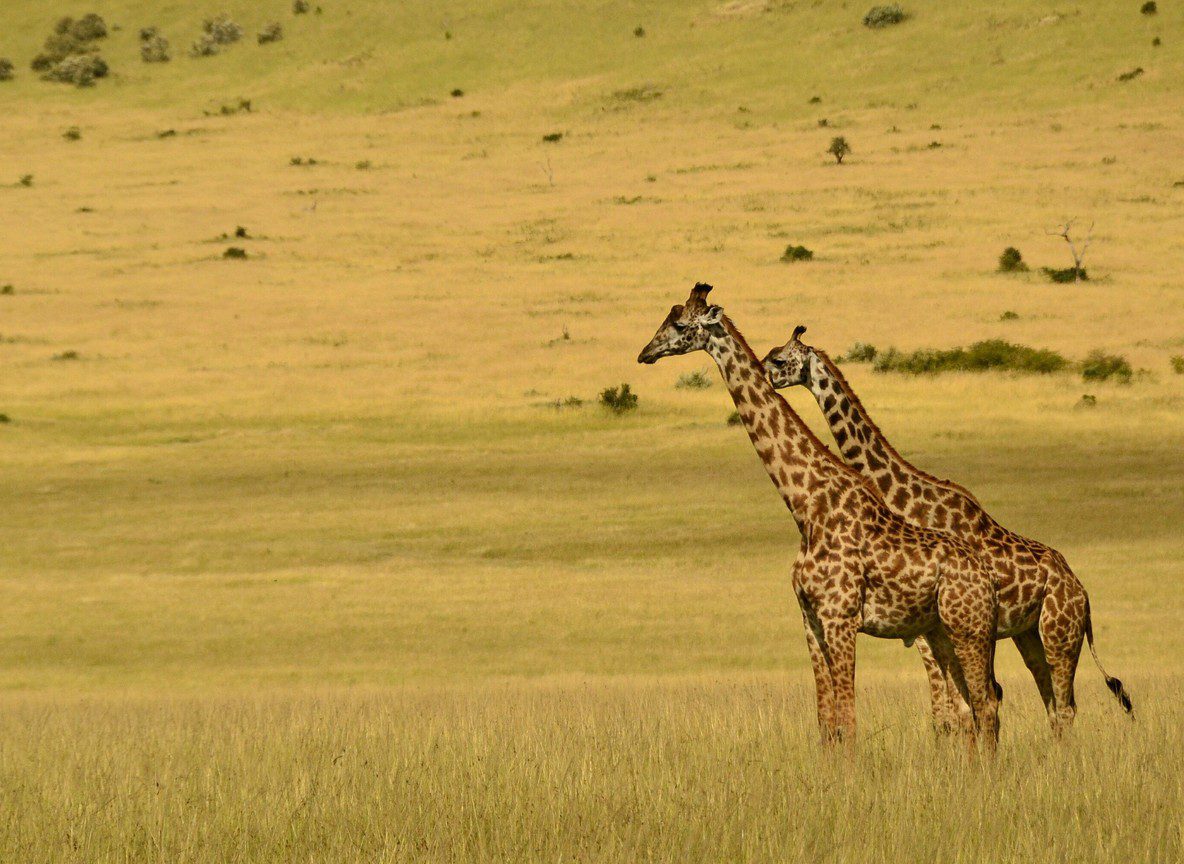 Lake Nakuru National Park Flamingos Rhinos Wildlife Guide