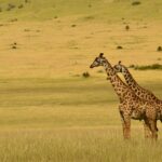 Lake Nakuru National Park Flamingos Rhinos Wildlife Guide