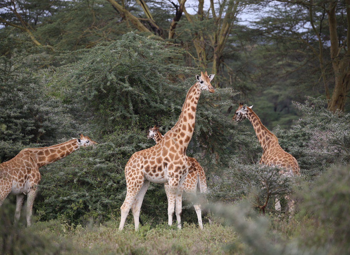Lake Nakuru National Park Flamingos Rhinos Wildlife Guide