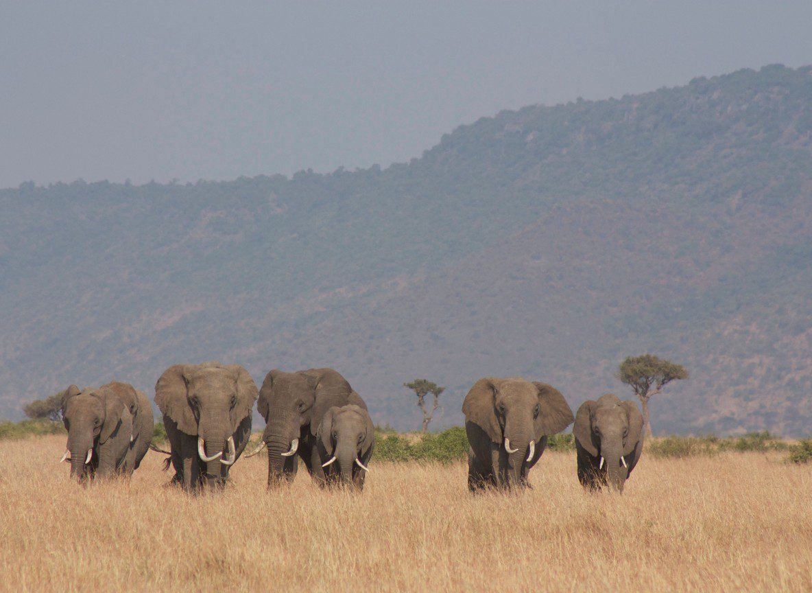 Loisaba Conservancy