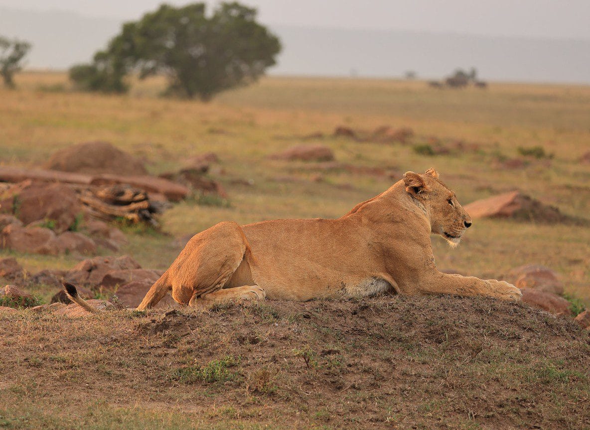 Maasai Mara National Reserve Guide