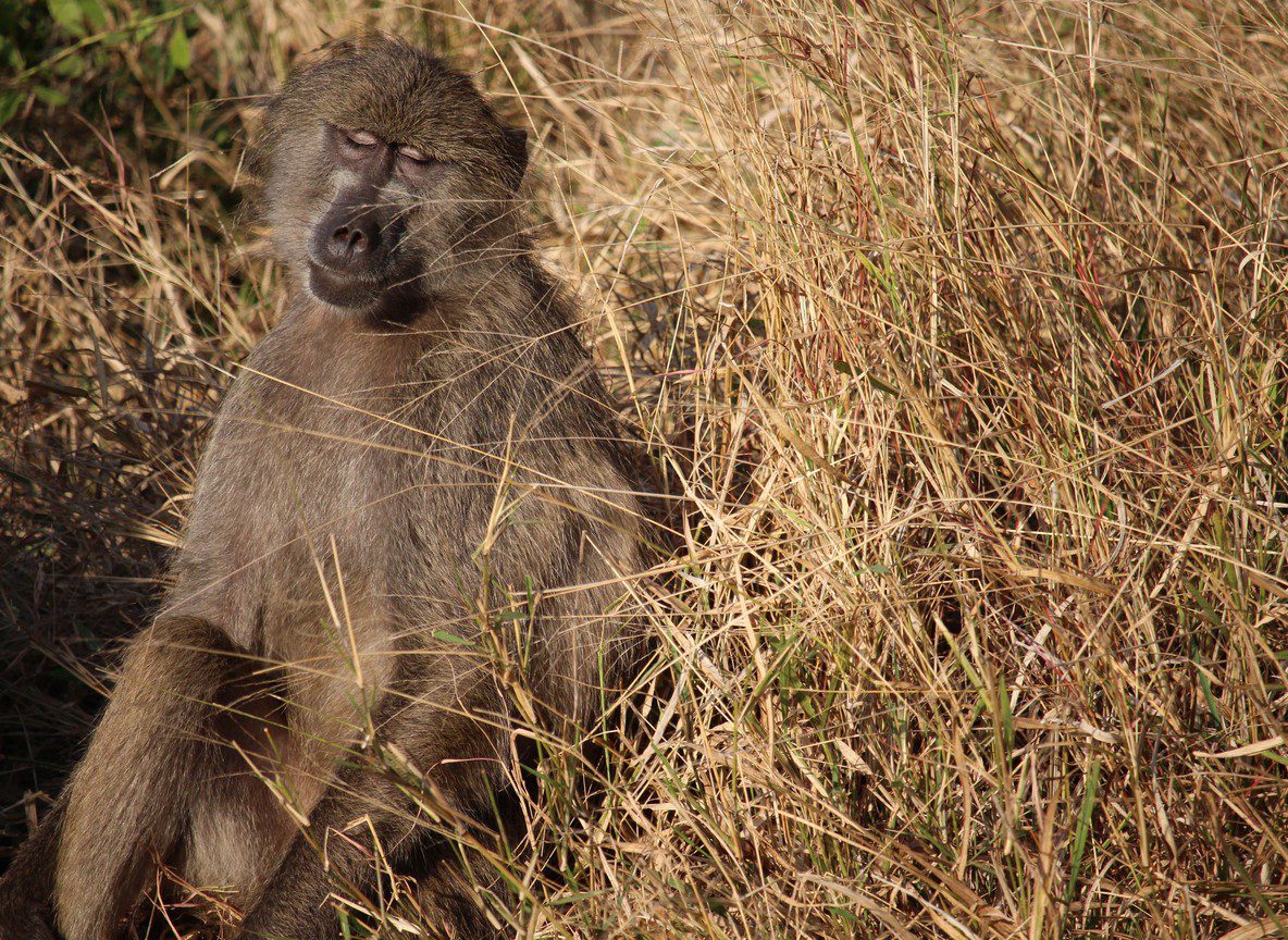 Mara River Crossing