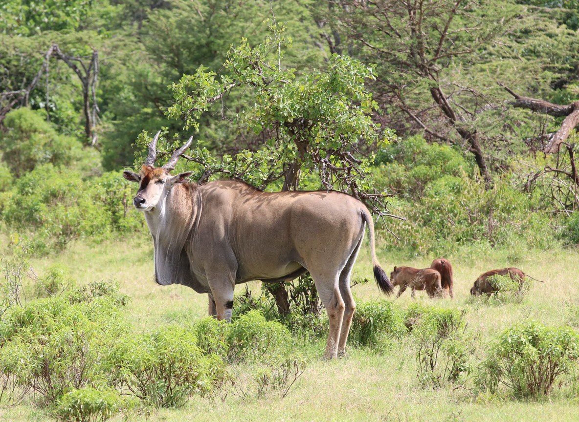 Mara River Lodge Lemek Conservancy Maasai Mara