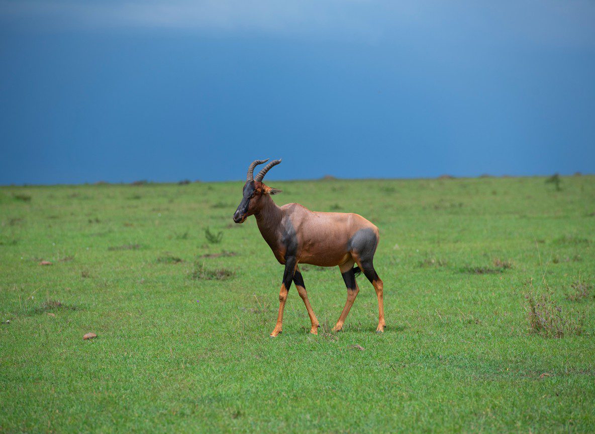 Mara River Wildebeest Crossing Great Migration Kenya