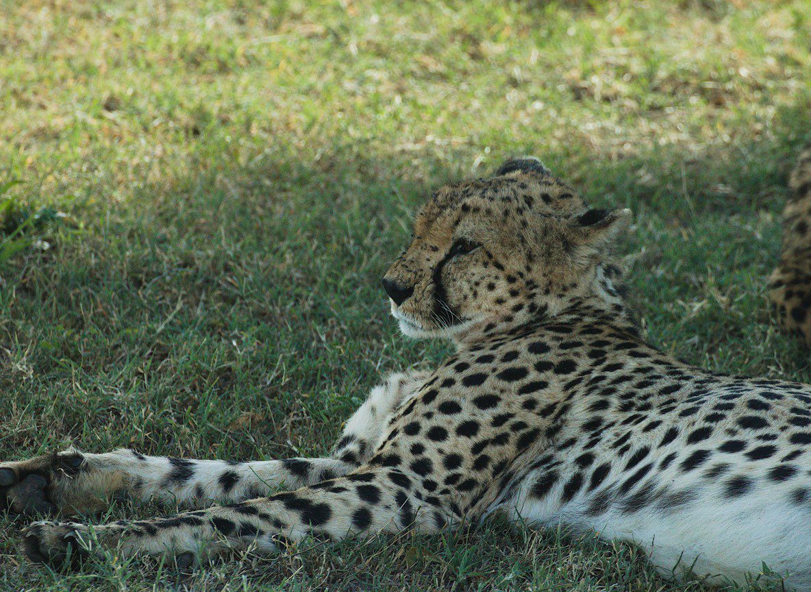 Mara Triangle Vs Masai Mara Safari Guide