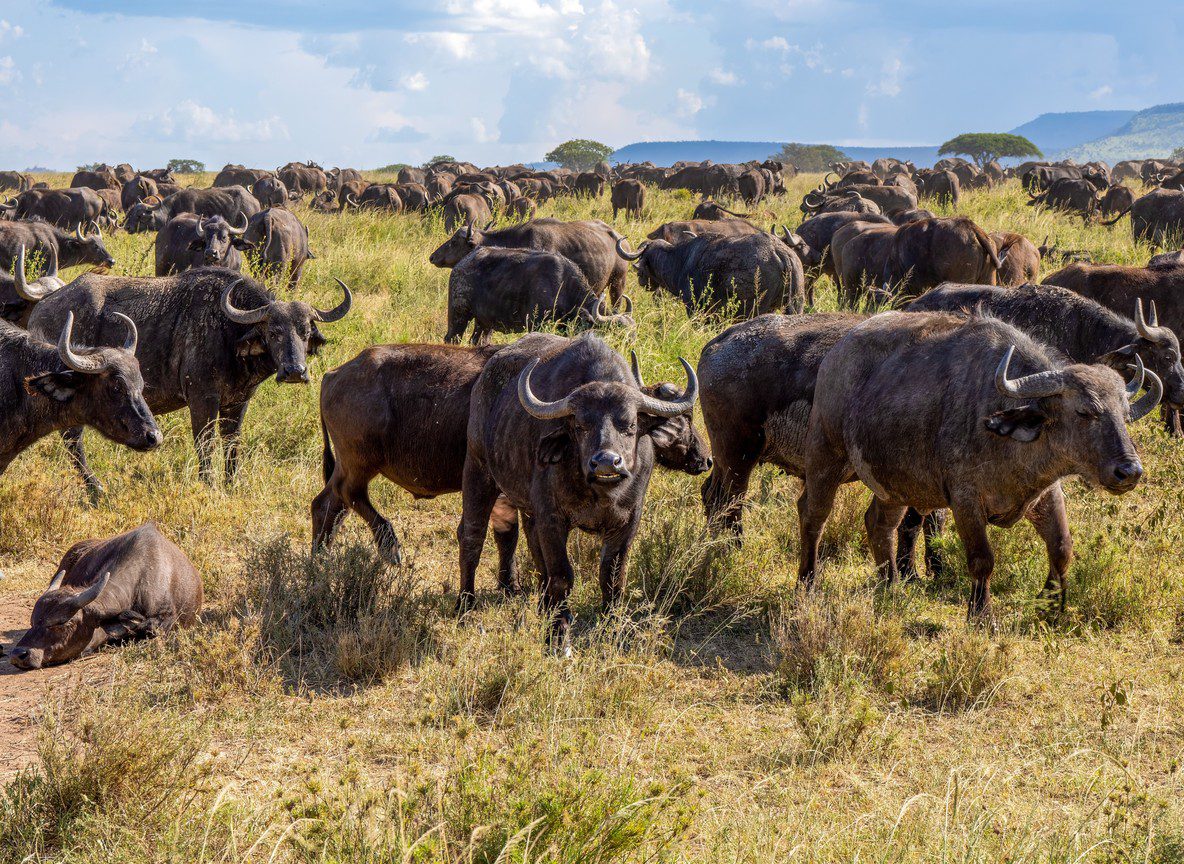 Mara Triangle Vs Masai Mara Safari Guide