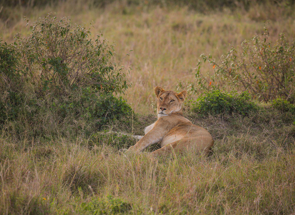 Marsabit National Park Guide Forest Crater Lakes And Northern Corridor Safaris
