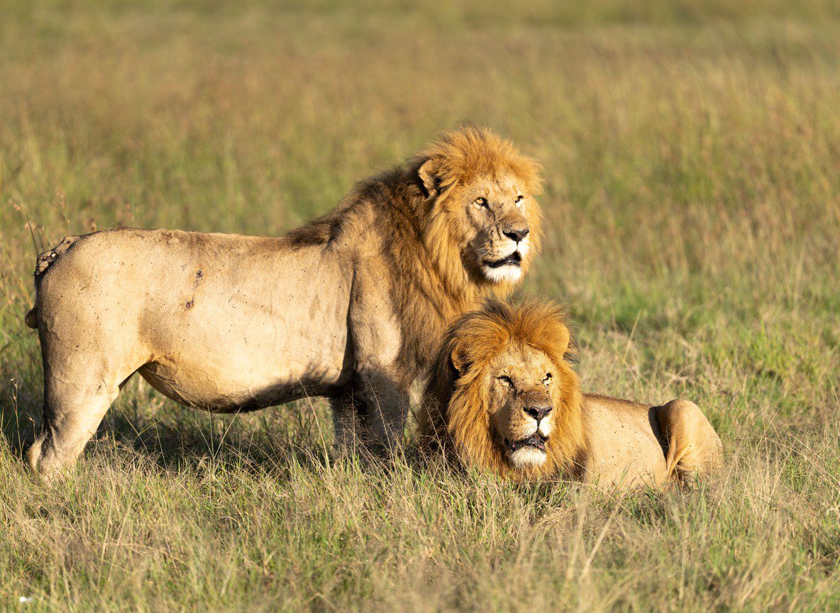 Masai Mara 3 Day Safari