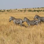 Masai Mara Animals Month By Month Guide