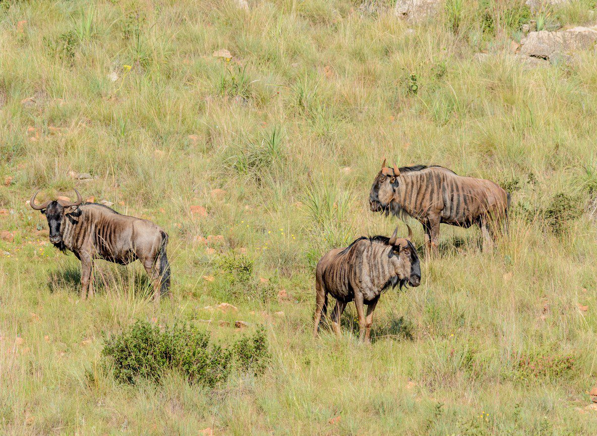 Masai Mara Migration Arrival 2026