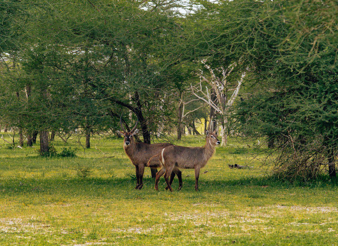Masai Mara November