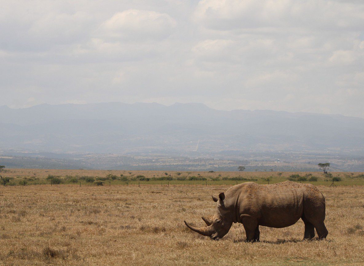 Masai Mara Reserve Vs Conservancy