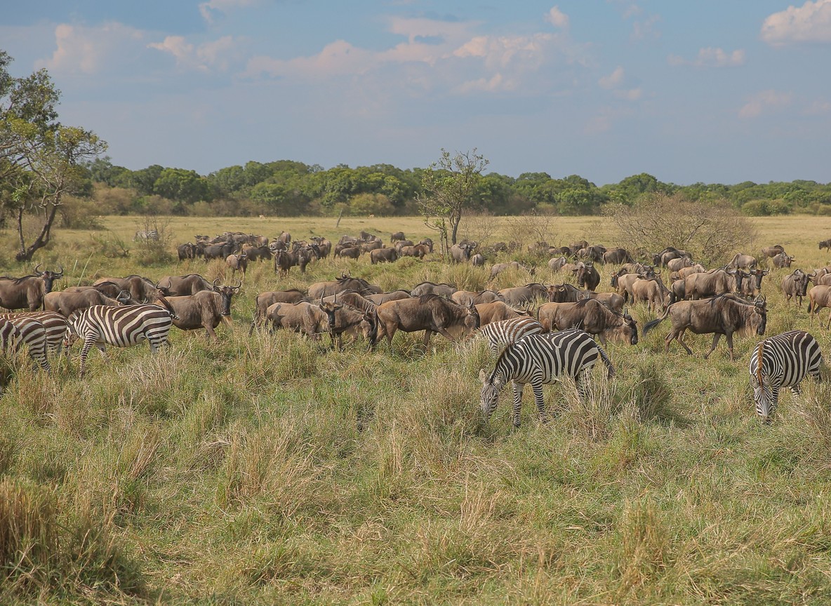 Masai Mara Safari Tipping Guide