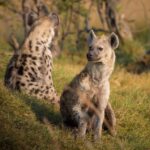 Masai Mara Vs Samburu Guide