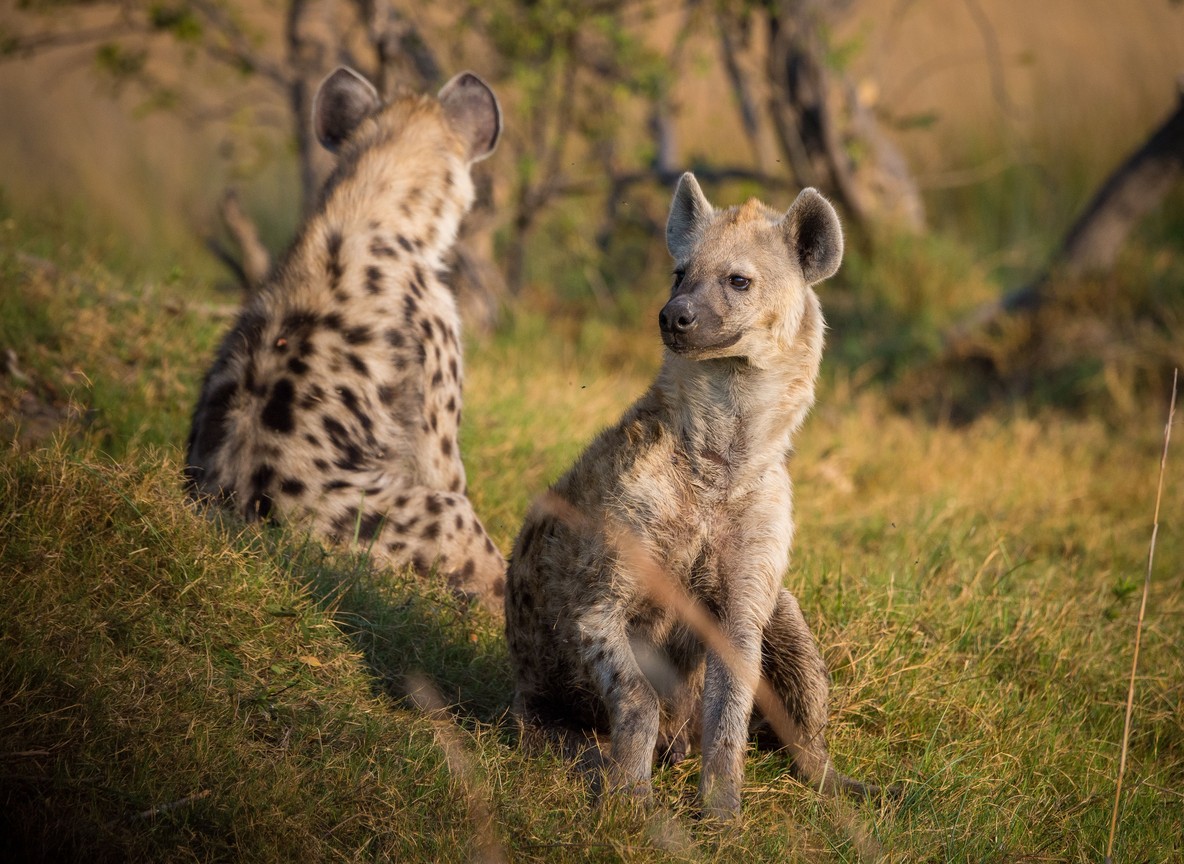 Masai Mara Vs Samburu Guide