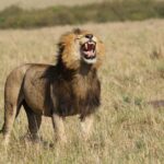 Masai Mara Weather Complete Monthly Guide
