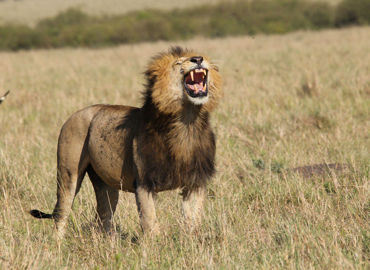 Masai Mara Weather Complete Monthly Guide