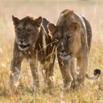 Masai Mara Weather Monthly Guide