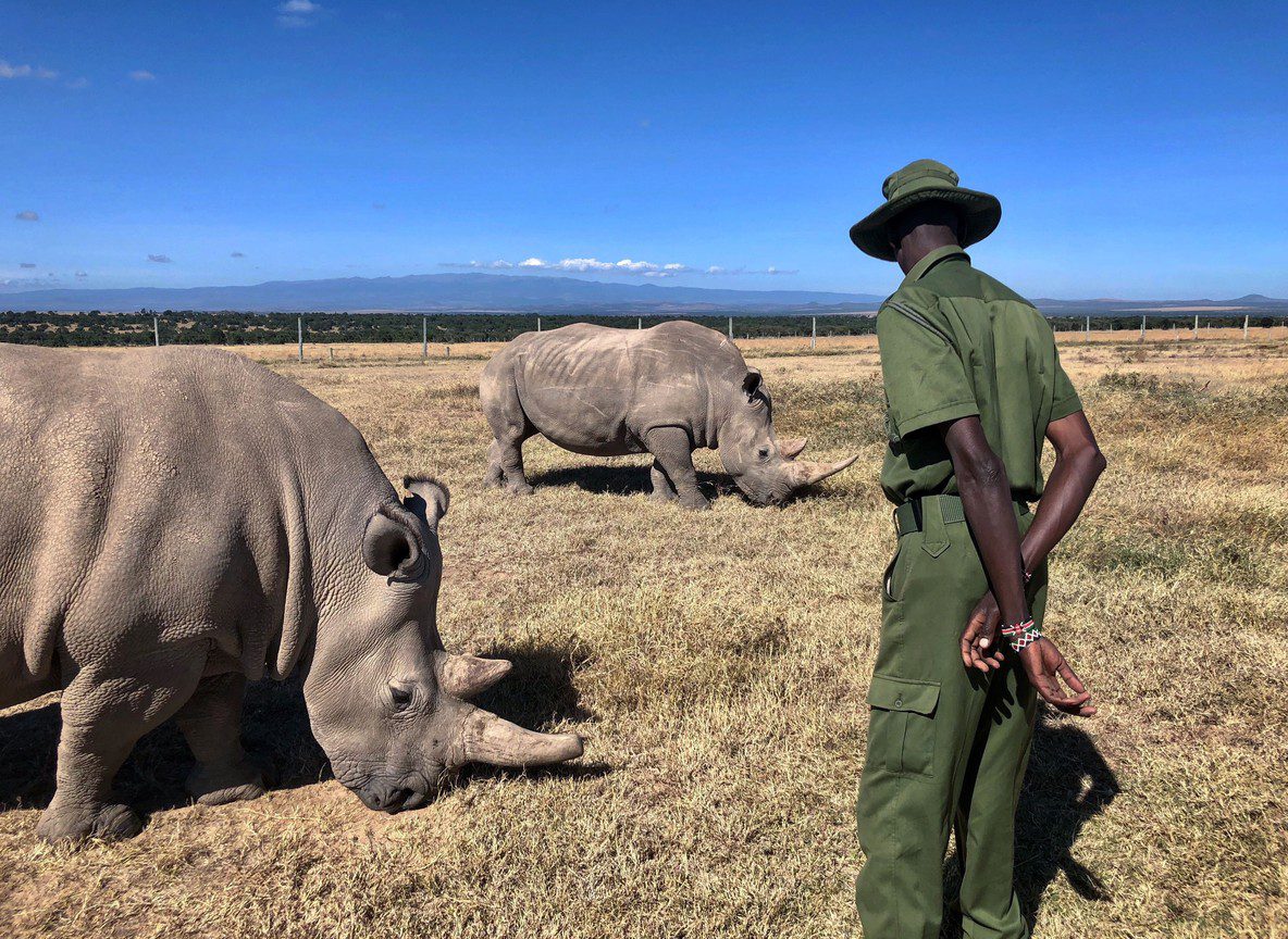 Mount Kenya Nanyuki Trekking Wildlife Safari Guide