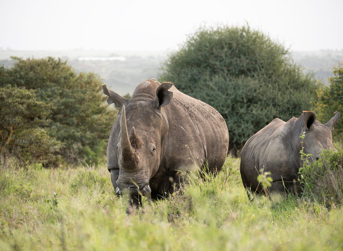 Mount Kenya Nanyuki Trekking Wildlife Safari Guide