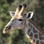 Mount Kenya Safari Trekking Guide