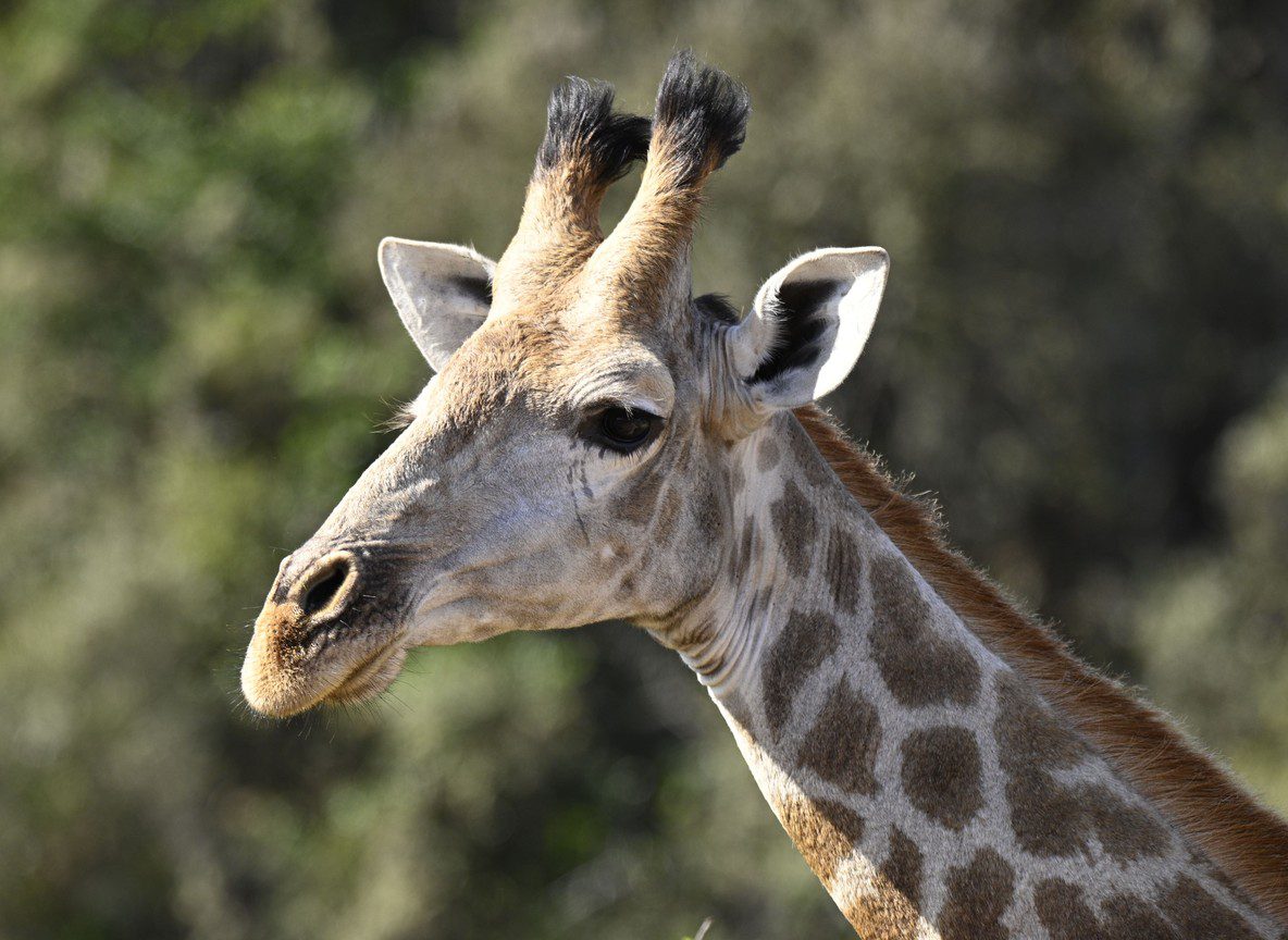 Mount Kenya Safari Trekking Guide