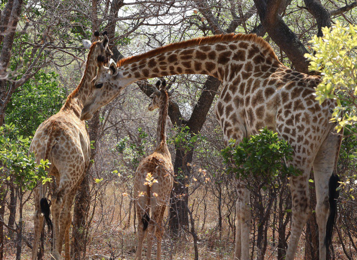 Multigenerational Safari Kenya