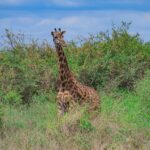 Nairobi Animal Orphanage