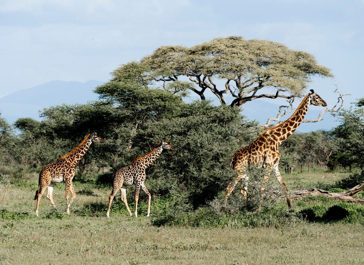 Nairobi Giraffe Centre Visitor Guide