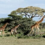 Nairobi Giraffe Centre Visitor Guide