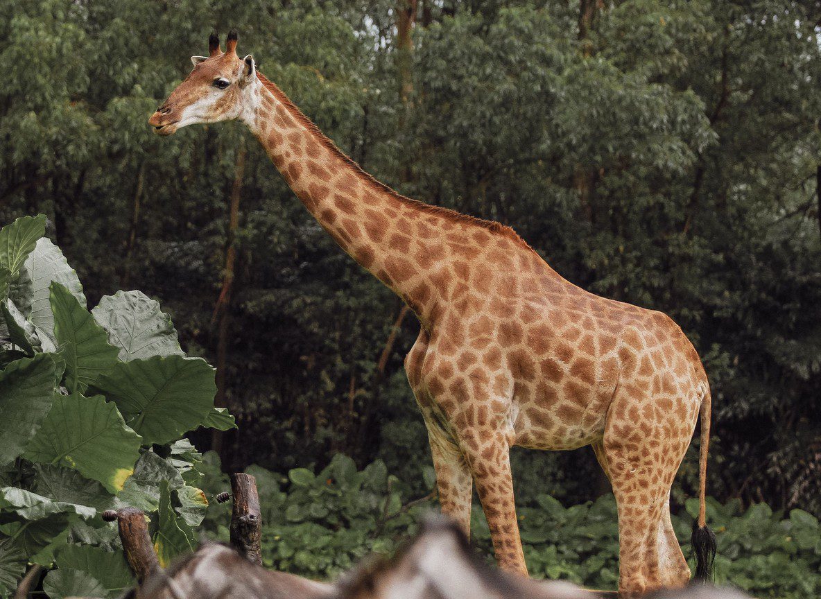 Nairobi Giraffe Centre Visitor Guide