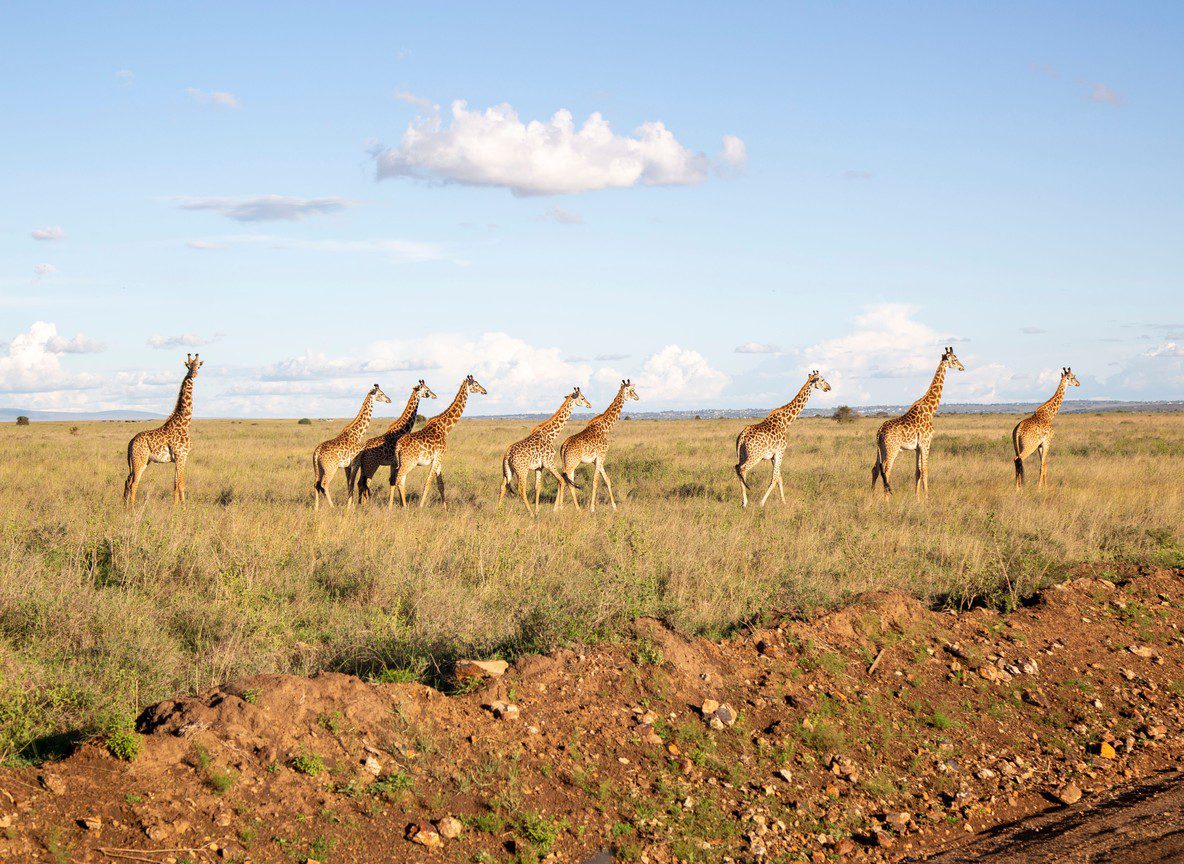 Nairobi Kenya Travel Guide