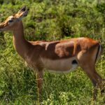 Nairobi National Park