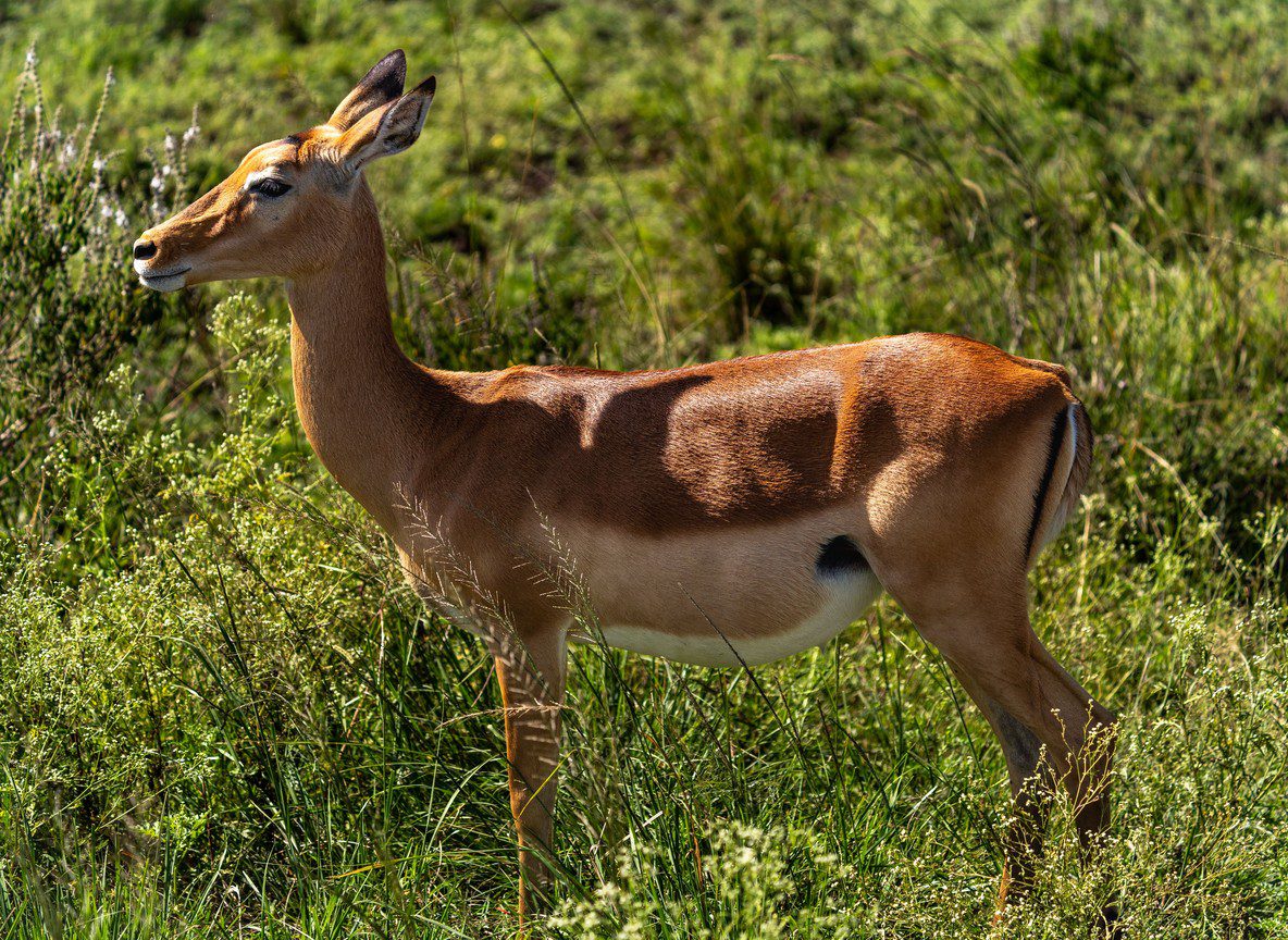 Nairobi National Park