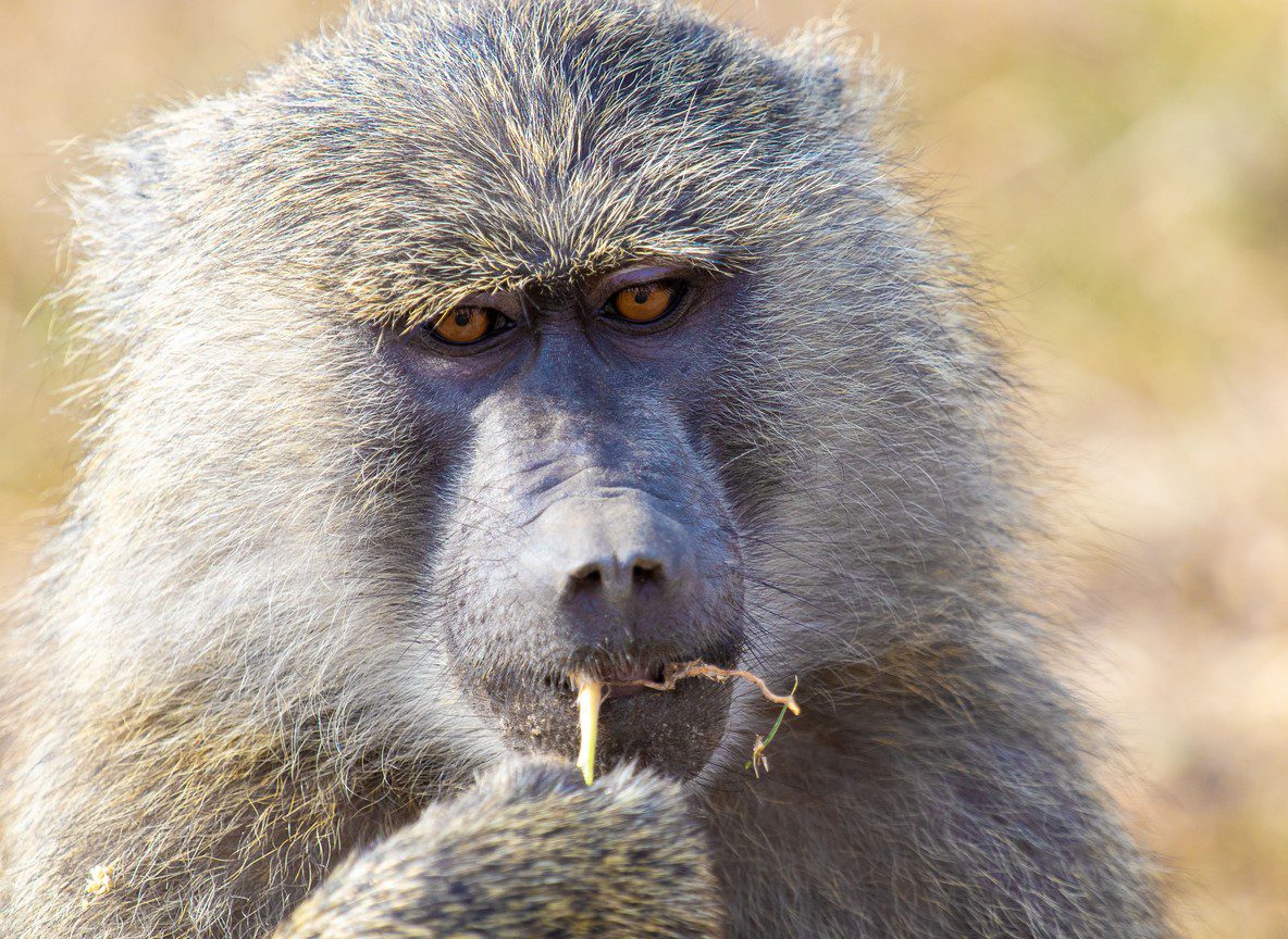 Nairobi National Park Safari Complete Guide