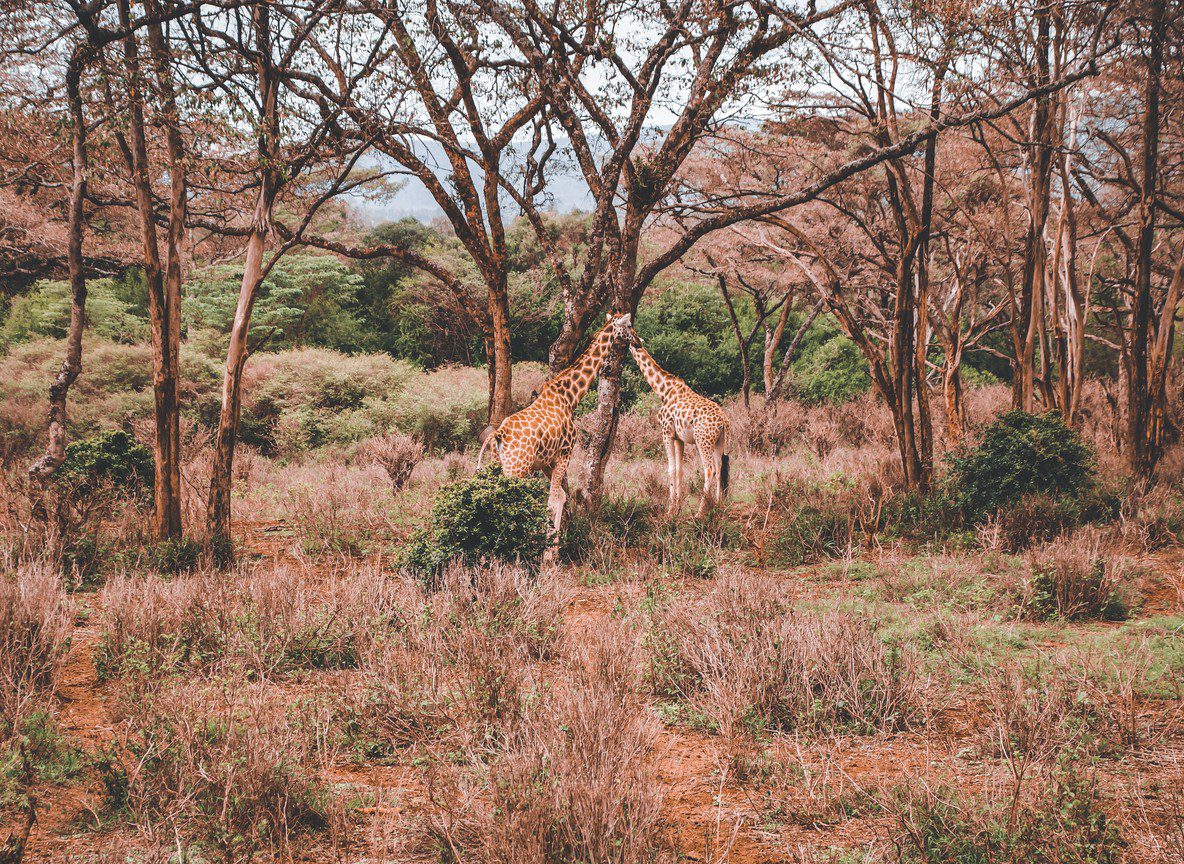 Nairobi National Park Safari Complete Guide