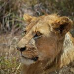 Nairobi Safari Day Trips