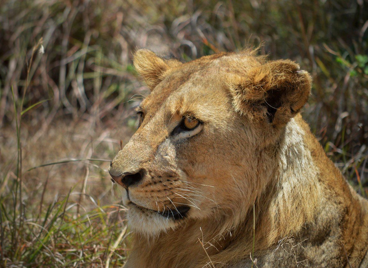 Nairobi Safari Day Trips