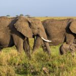 Nairobi To Amboseli Drive Guide Route Time And Stops